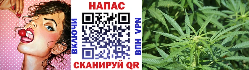 Канабис сатива Калач